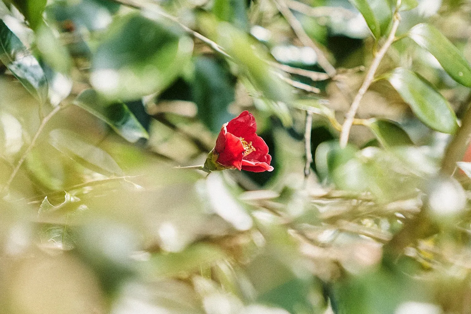 ランチ料金変更のお知らせ